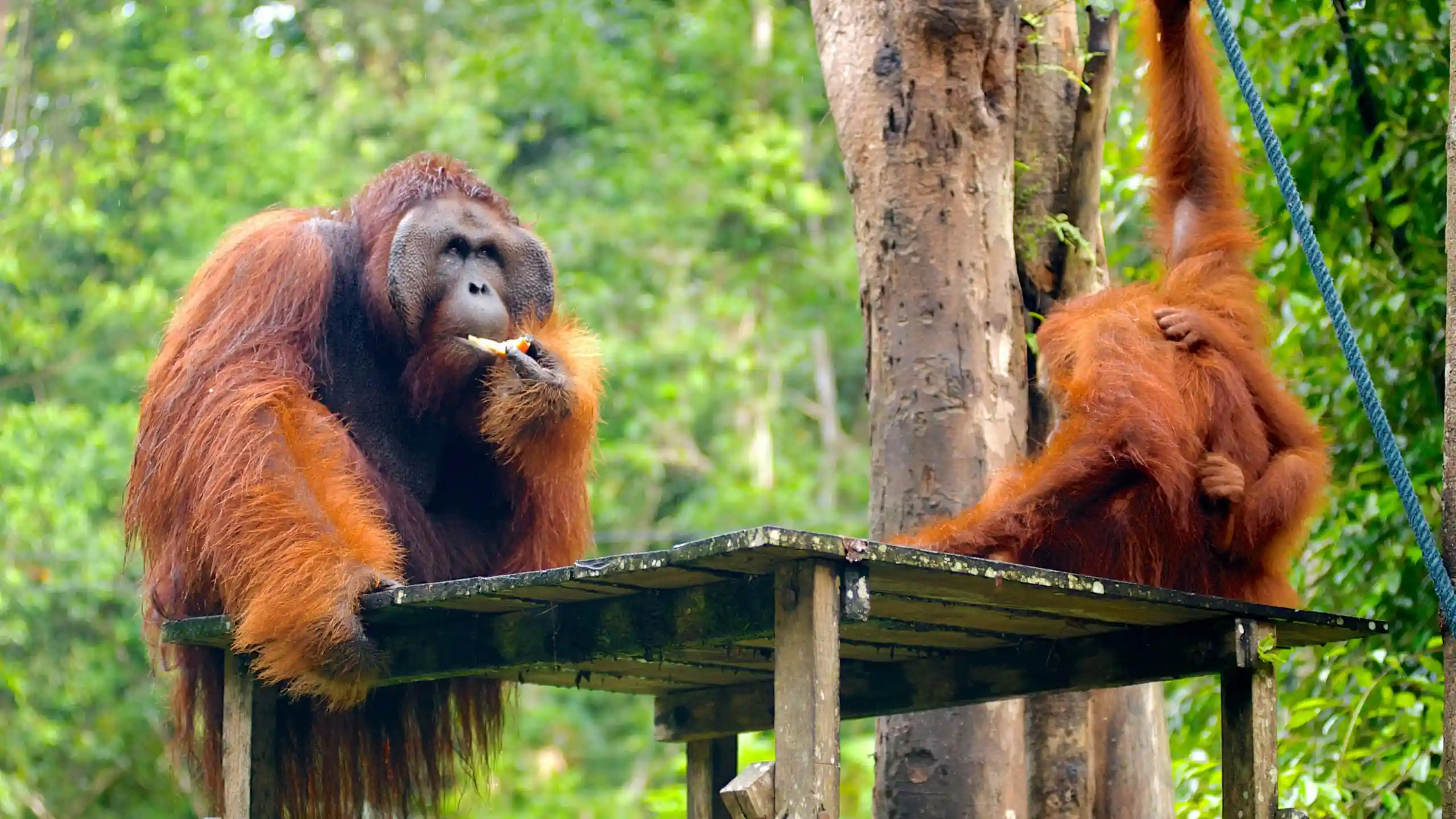 Semenggoh Nature Reserve