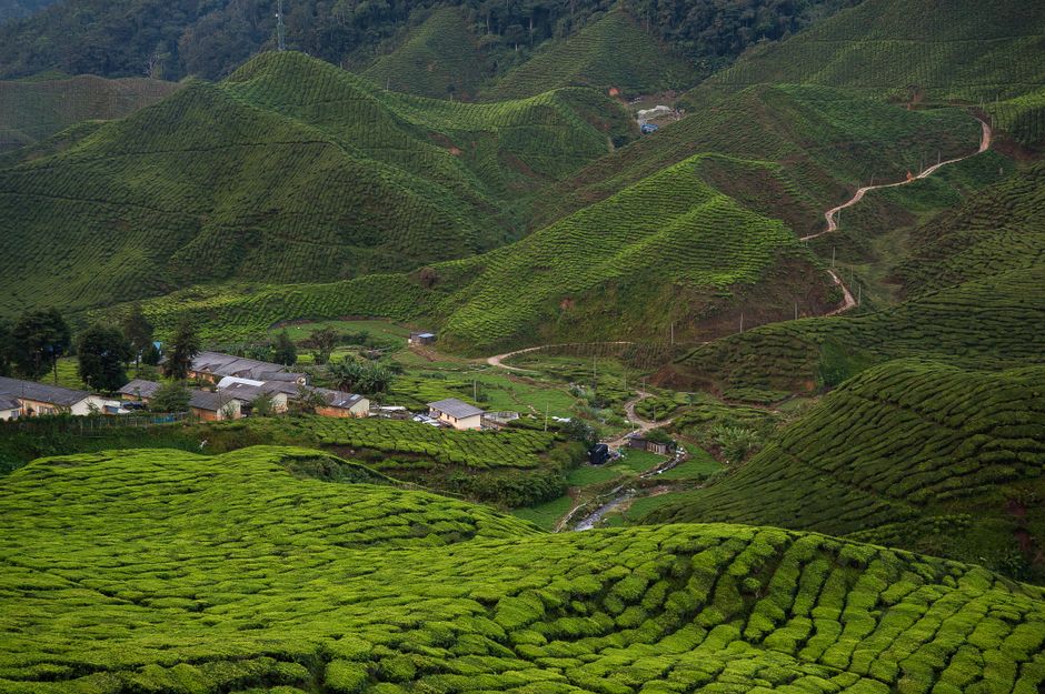Cameron Highlands tea plantation terraced green hills winding road Malaysia scenic drive