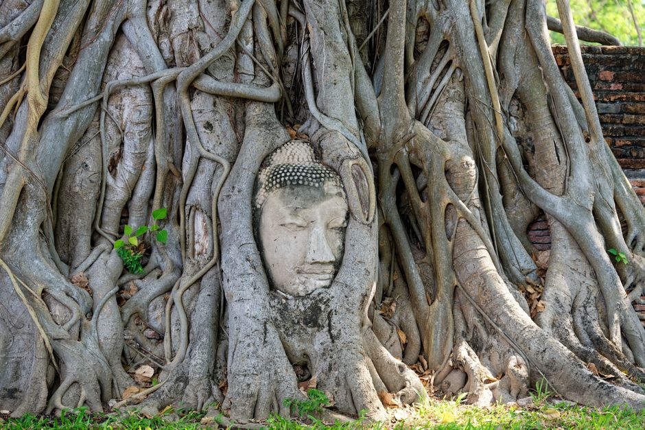 Ayutthaya ancient temple ruins Wat Mahathat Buddha head wrapped in tree roots golden pagoda Thailand