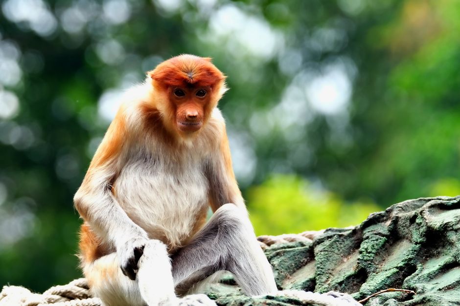 Bako National Park Sarawak jungle boardwalk trail proboscis monkey mangrove sunrise Malaysia