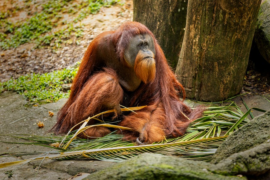 Semenggoh Wildlife Centre orangutan Sarawak rehabilitation sanctuary Malaysia
